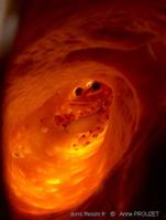 callyspongia_vaginalis-apr18