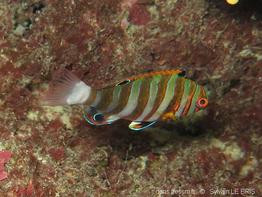 choerodon_fasciatus_slb5