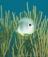 chaetodon_capistratus_apr1
