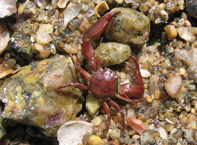 Crabe porcelaine à longues pinces