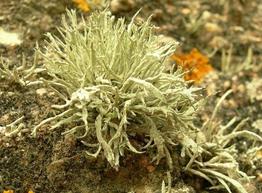 ramalina_siliquosa-fa3