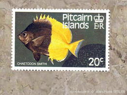 chaetodon-smithi-aps-100000