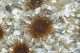 isozoanthus_sulcatus_30833vm
