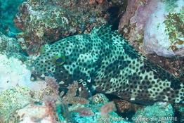 epinephelus_tauvina-vl