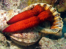 charonia_tritonis_aps