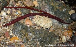 nerophis_lumbriciformis-fa1
