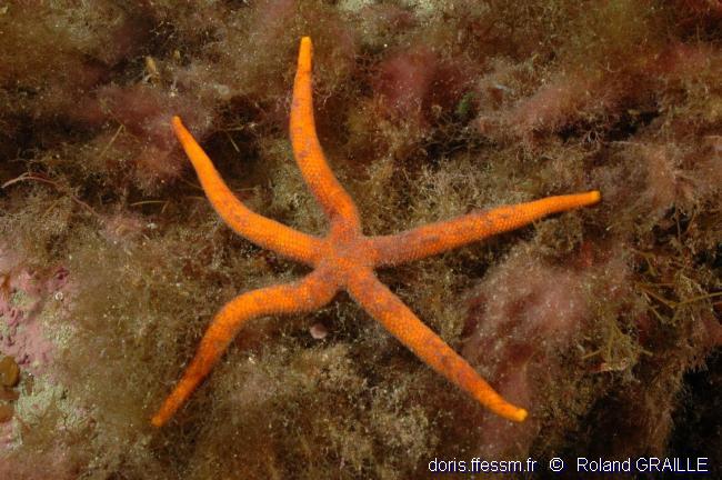 Etoile de mer aux longs bras
