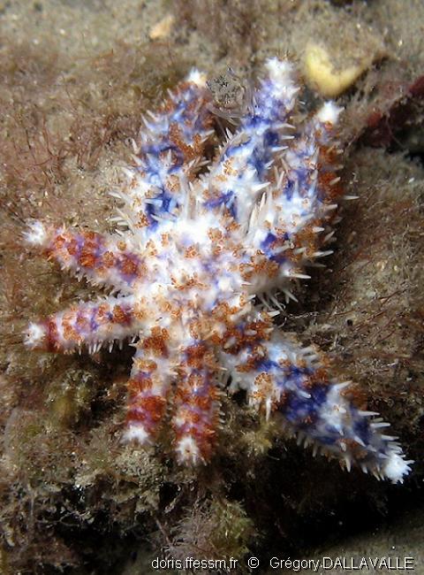 Etoile de mer épineuse