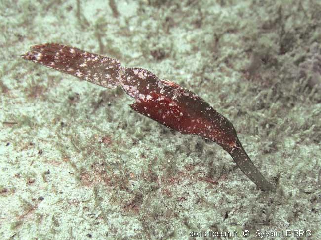 solenostomus_cyanopterus-slb2