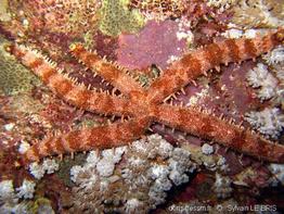 mithrodia_clavigera-slb