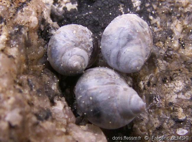 Littorine bleue