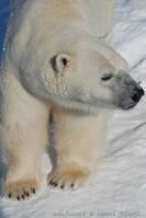 ursus_maritimus_mb00003