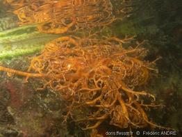 astrophyton_muricatum-fa1