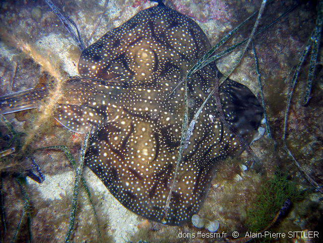 Raie brunette