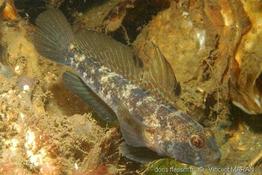 gobius_niger-vm1