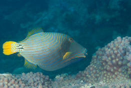 balistapus_undulatus-vl2