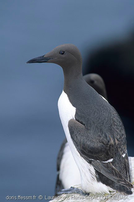 Guillemot de Troïl
