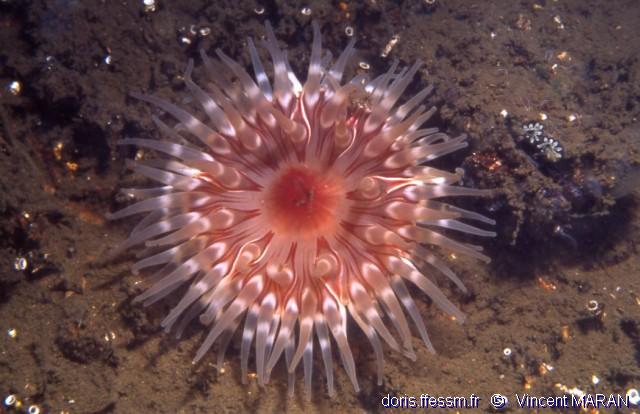 Dahlia de mer