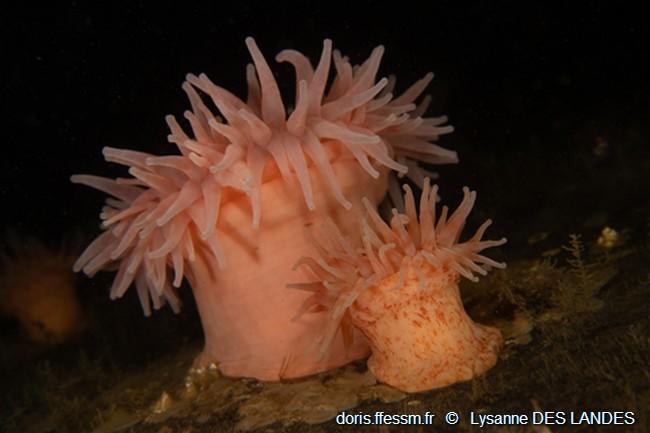 urticina_crassicornis-ldl1001