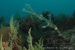 solenostomus_leptosoma_ap3