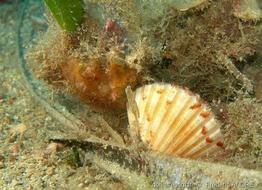 pecten_jacobaeus-fa2