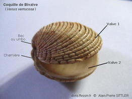 valve_glossaire-aps01