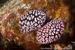 phyllidiella_pustulosa-vl8
