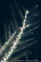hydrozoanthus_tunicans_vm1