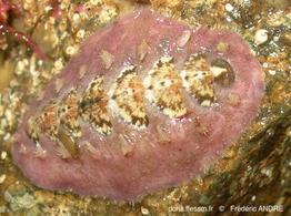 acanthochitona_crinita-fa27