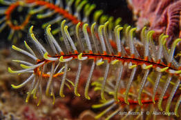 davidaster_rubiginosus_ag2