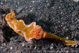 ceratosoma_tenue-vl1