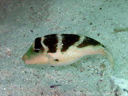 canthigaster_cyanospilota-slb1