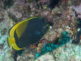 chaetodon_flavirostris-vl1