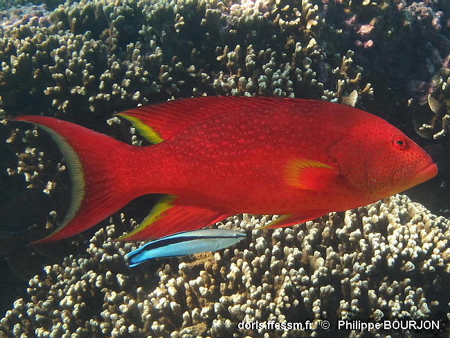 Variola_louti-phbo010