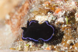 pseudoceros_sapphirinus-vl1