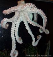 octopus_vulgaris-11