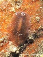 acanthozoon_thysanozon-slb5126