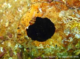 pseudoceros_velutinus-slb2
