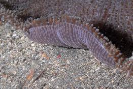 stichodactyla_haddoni-vl3