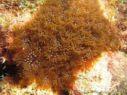 lebrunia_danae_ap2