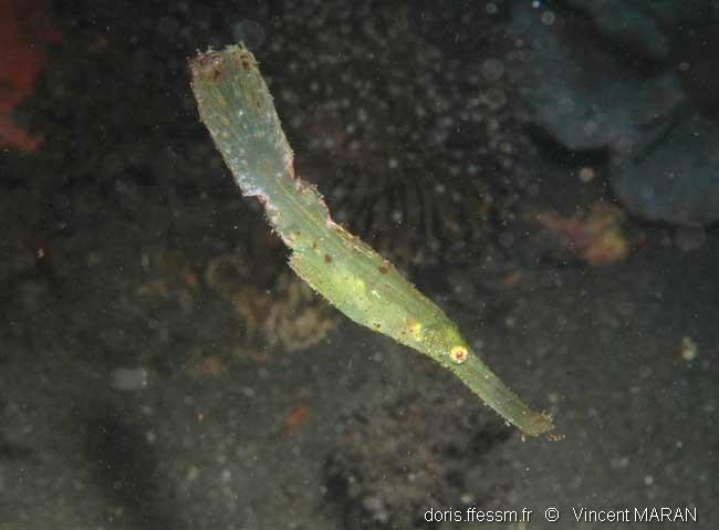 solenostomus_cyanopterus-vm1