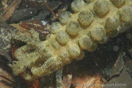 synaptula_maculata_9vm
