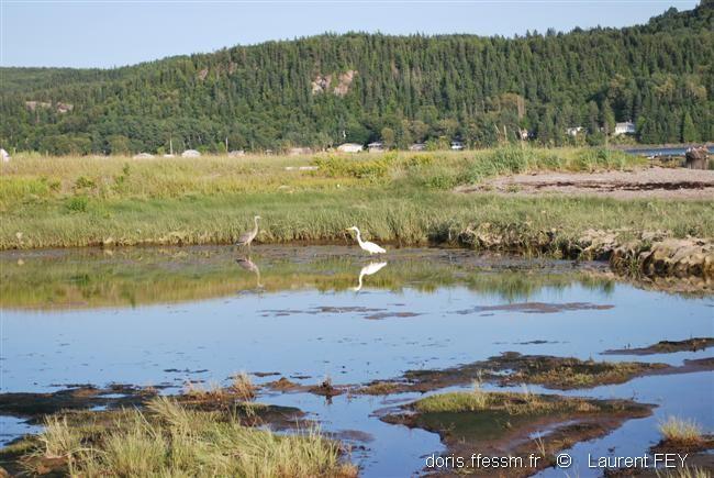 Ardea_herodias00218