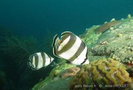 chaetodon_striatus_apr1