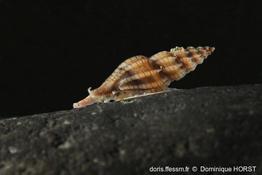 Villiersiella_attenuata -020doho