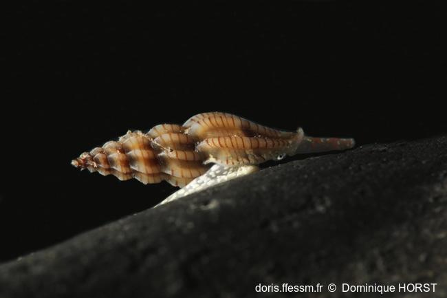 Villiersiella_attenuata-030doho