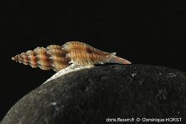 Villiersiella_attenuata-040doho