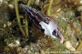 Villiersiella_attenuata-050milq