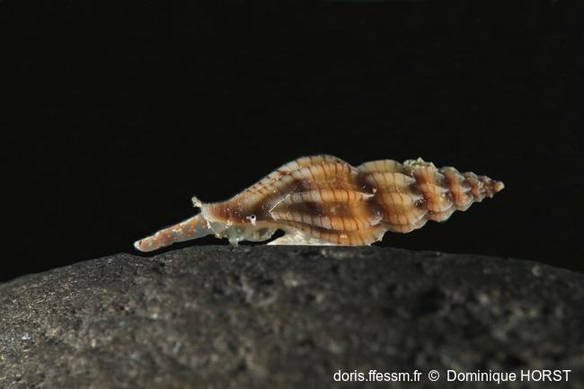 Villiersiella_attenuata-060doho