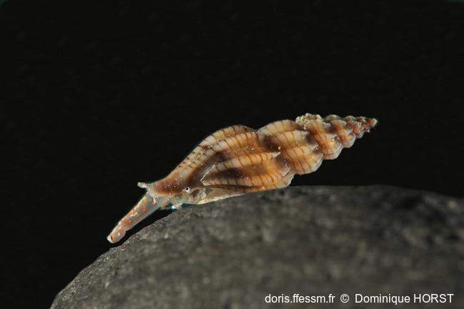 Villiersiella_attenuata-070doho